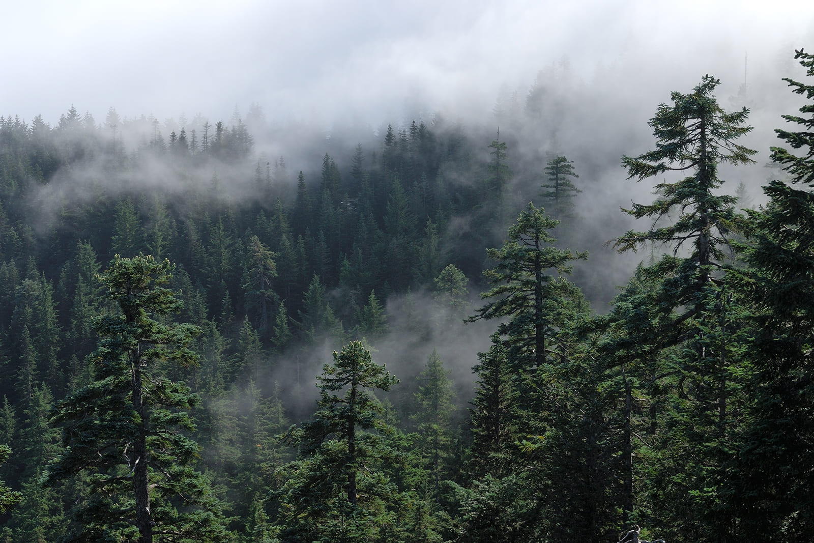 large landscape image of forested area